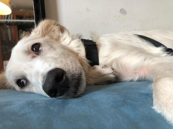 💖 Iris, la cucciola che sogna una famiglia 💖 Foto 4